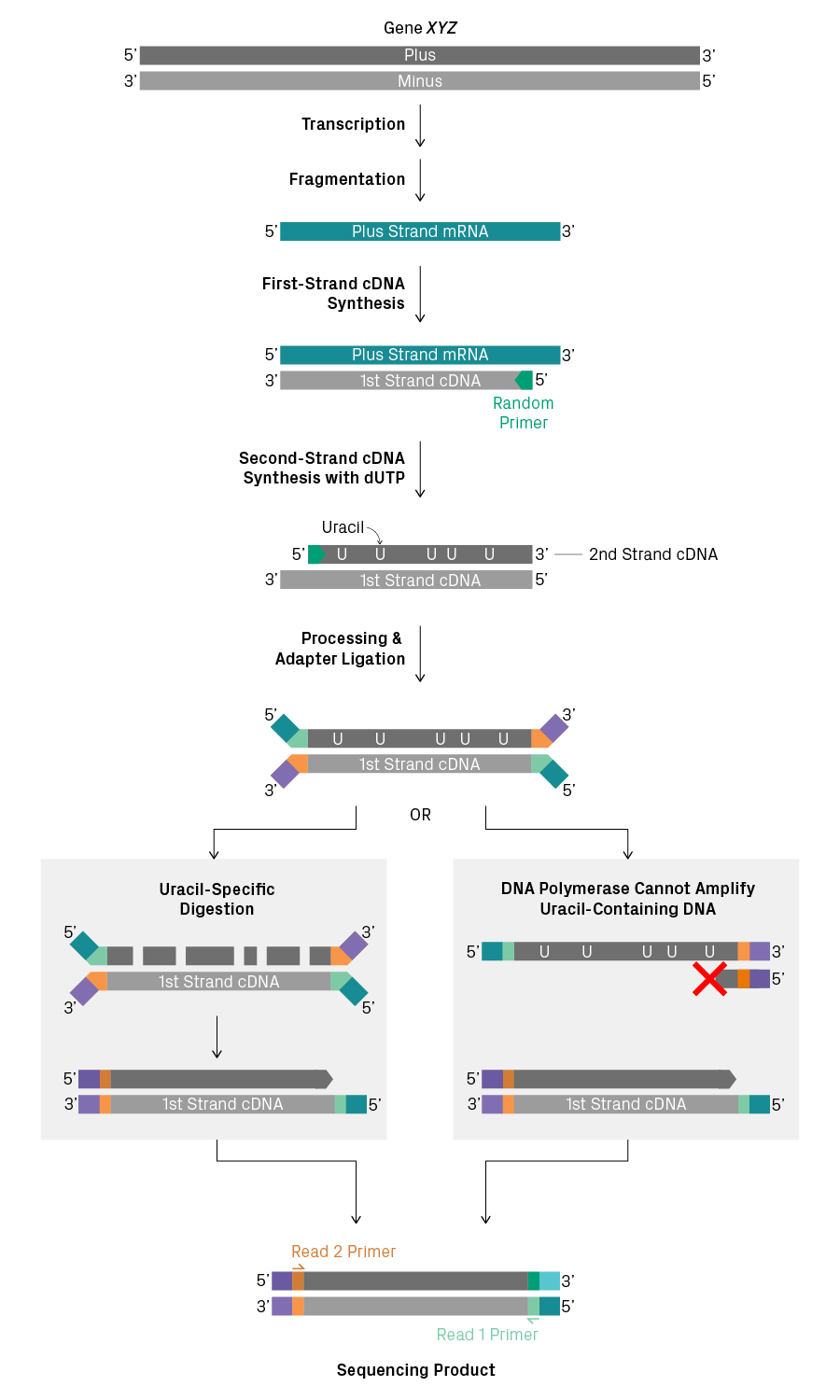 Stranded Vs Non Stranded Rna Seq Stranded Vs Non Stranded Rna Seq